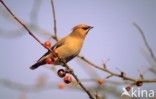 Bohemian Waxwing (Bombycilla garrulus)