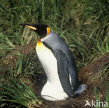 King penguin (Aptenodytes patagonicus)