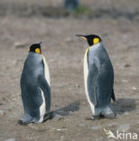King penguin (Aptenodytes patagonicus)