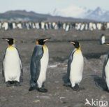 King penguin (Aptenodytes patagonicus)