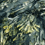 Blaaswier (Fucus vesiculosus)