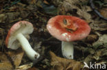 Sickener (Russula emetica)