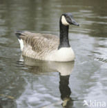 Canada Goose (Branta canadensis)