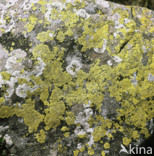 Yellow map lichen (Rhizocarpon geographicum)
