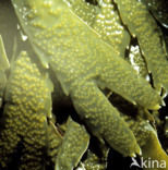 Gezaagde zeeeik (Fucus serratus)