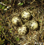 Golden Plover (Pluvialis apricaria)
