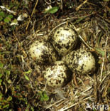 Goudplevier (Pluvialis apricaria) 