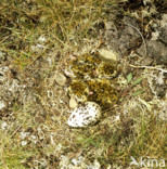Golden Plover (Pluvialis apricaria)