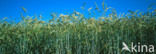 Grain
