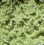 Grote kroosvaren (Azolla filiculoides)