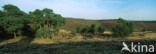 Grove den (Pinus sylvestris)