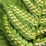 Mannetjesvaren (Dryopteris filix-mas)