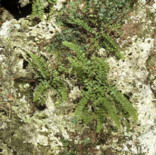 Noordse streepvaren (Asplenium septentrionale)