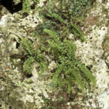 Forked Spleenwort (Asplenium septentrionale)