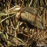 Purperreiger (Ardea purpurea) 