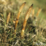 Great Horsetail (Equisetum telmateia)