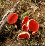 Rode kelkzwam (Sarcoscypha coccinea)