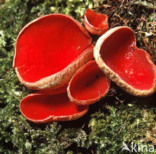 Rode kelkzwam (Sarcoscypha coccinea)