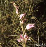 Rood bosvogeltje (Cephalanthera rubra) 