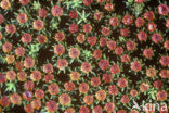 Bristly Haircap (Polytrichum piliferum)