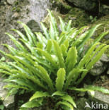 Tongvaren (Asplenium scolopendrium)