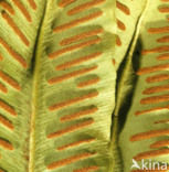 Tongvaren (Asplenium scolopendrium)