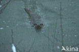 European Otter (Lutra lutra) 