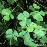 Waterklavervaren (Marsilea quadrifolia)