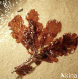 See beech (Delesseria sanguinea)