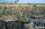 Aalscholver (Phalacrocorax carbo)