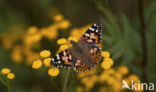 Distelvlinder (Vanessa cardui)