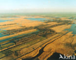 Riet (Phragmites australis)