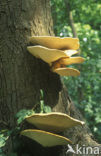 Zadelzwam (Polyporus squamosus)