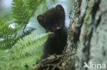Pine Marten (Martes martes)