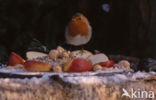 European Robin (Erithacus rubecula)