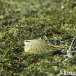 Bontbekplevier (Charadrius hiaticula)