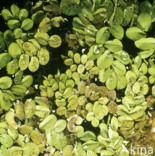 Giant Salvinia (Salvinia molesta)