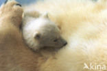 Polar bear (Ursus maritimus) 