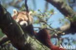 Kleine panda (Ailurus fulgens) 