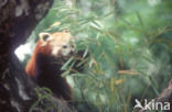 Kleine panda (Ailurus fulgens) 