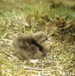 Kleinste Jager (Stercorarius longicaudus)