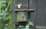Common ivy (Hedera helix)