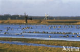 Lage land van Texel