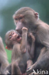 Hamadryas Baboon (Papio hamadryas)