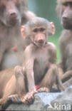 Hamadryas Baboon (Papio hamadryas)