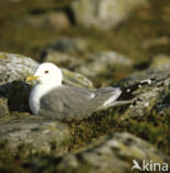 Stormmeeuw (Larus canus)