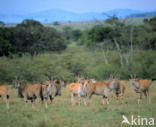 Common Eland (Tragelaphus oryx)