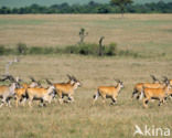 Common Eland (Tragelaphus oryx)