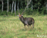 Defassa waterbok (Kobus defassa)