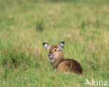 Defassa waterbok (Kobus defassa)